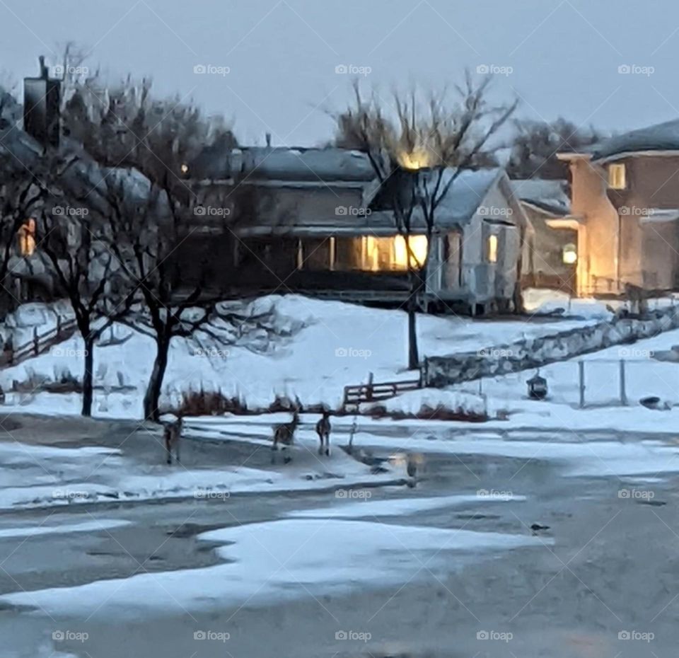 light reflection off the frozen pond