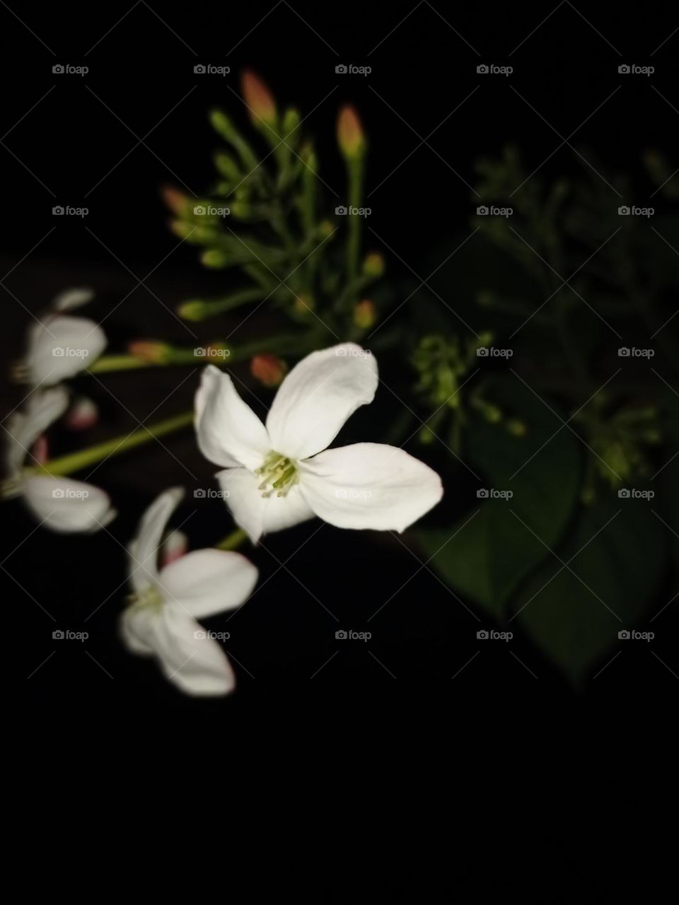 white colour flower with nice pink and black colour background nature clousup photography