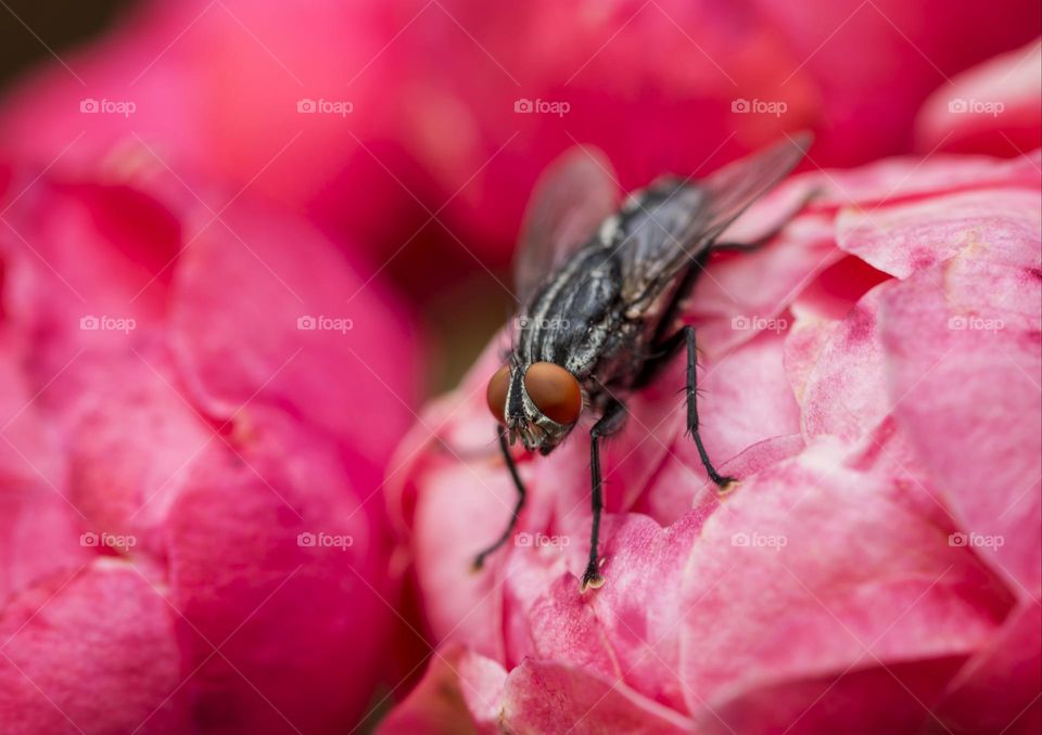 fly on rose