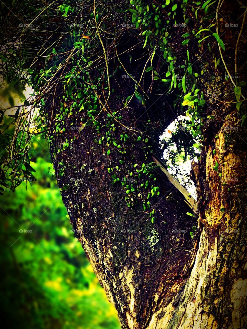 Trunk of a tree