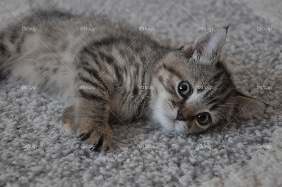 Cute kitten British Shorthair.