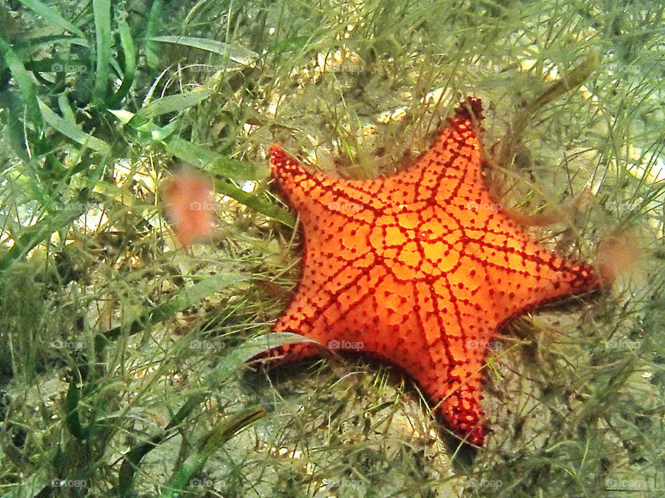 Orange Star