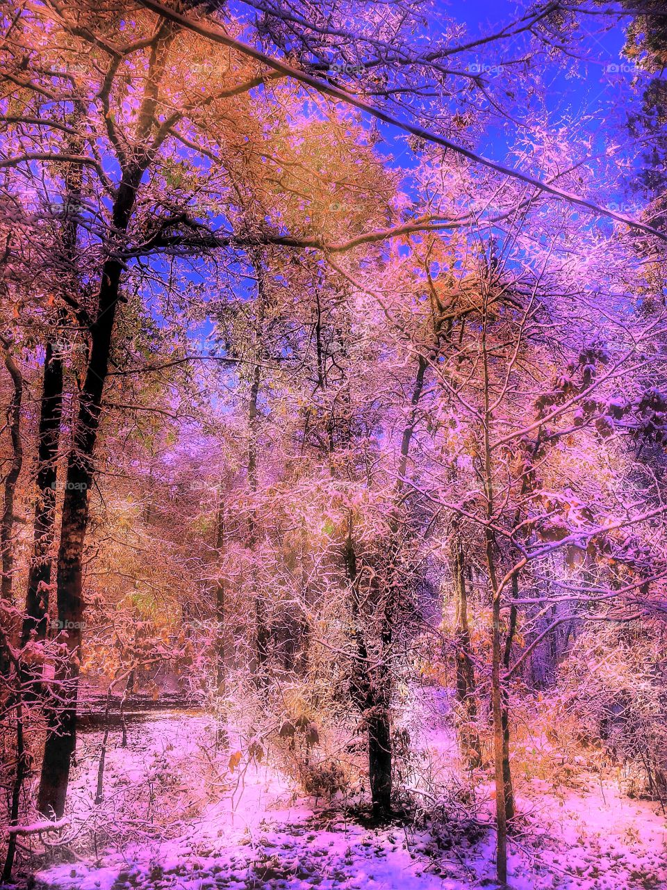 Forest of Frozen Dreams 