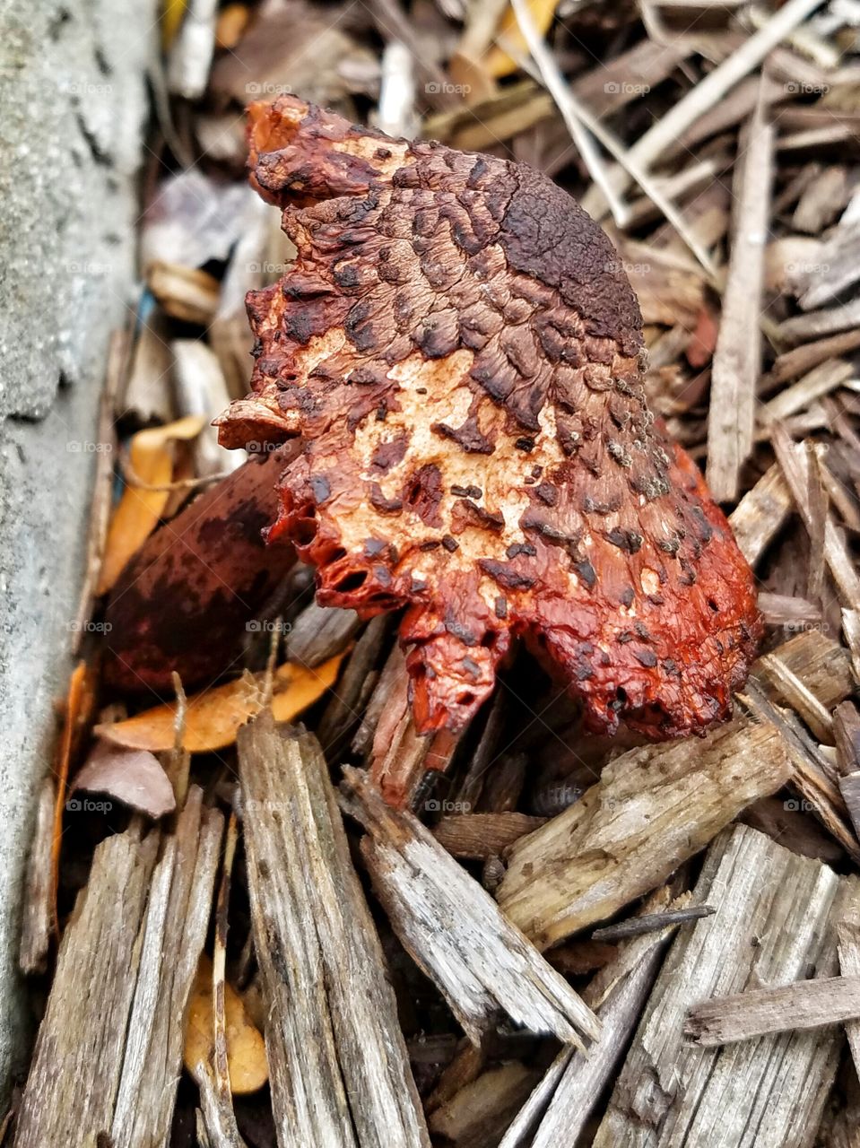 Extreme close-up of an apparent mushroom growing randomly in the middle of a mall parking lot.