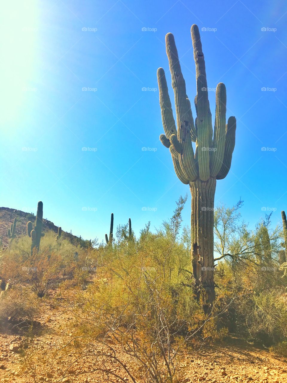 Saguaro with many arms