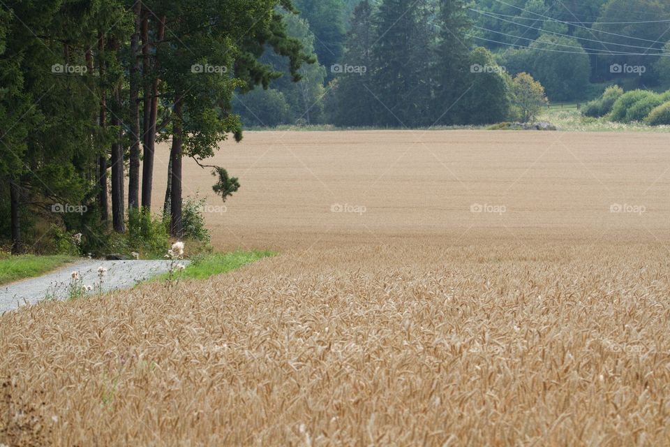 Harvesting time . Harvesting time 