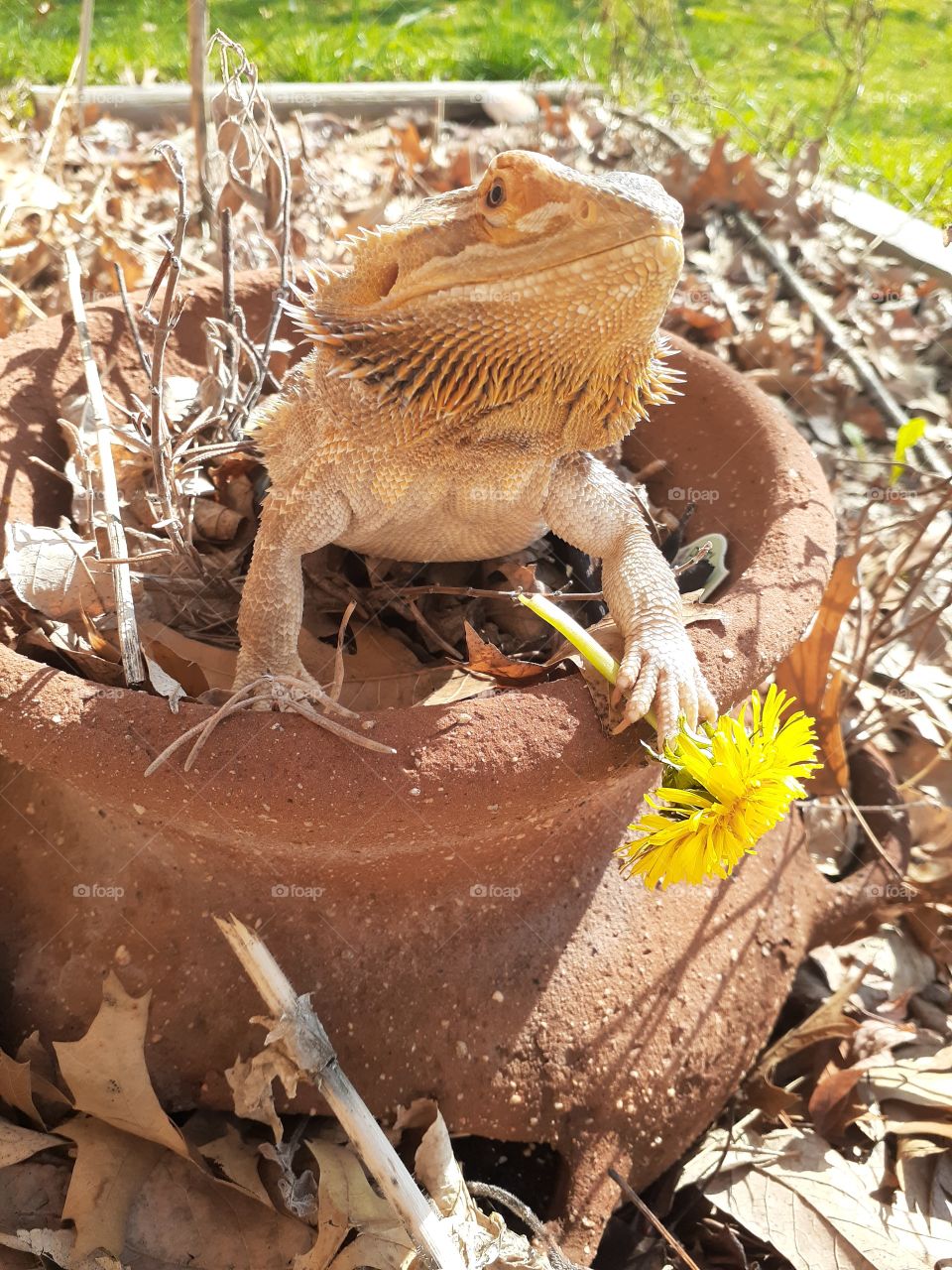 Potted Dragon