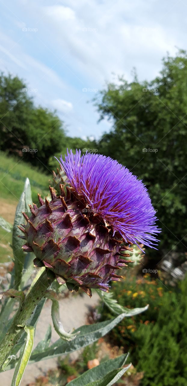 fleur de chardon