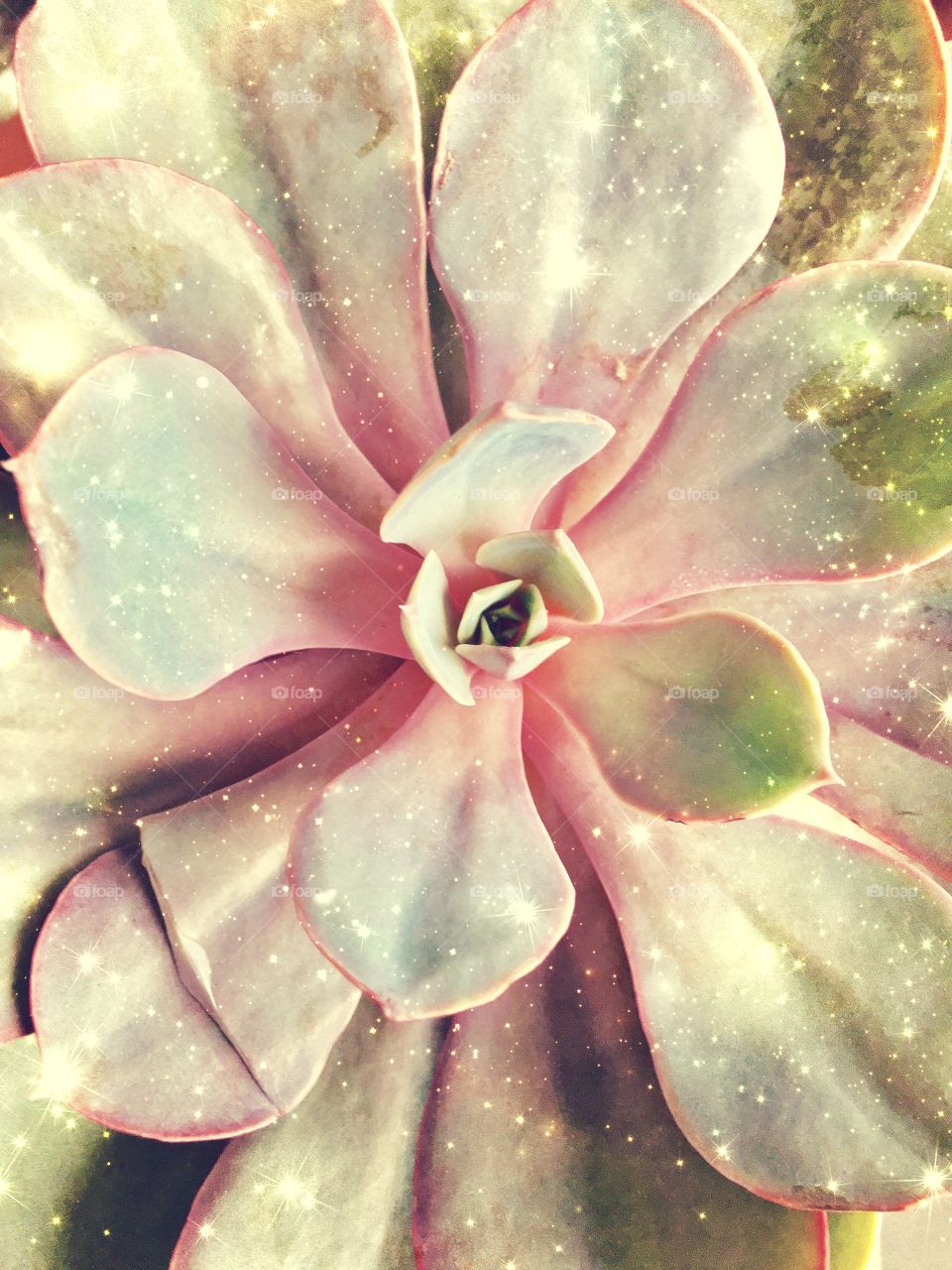 Close up from my succulent 