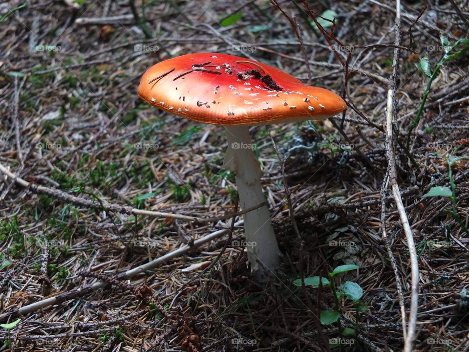 Mystical Mushrooms: A Fungi Adventure