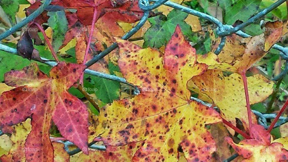 Beautiful fall leaves wrapped in the fence