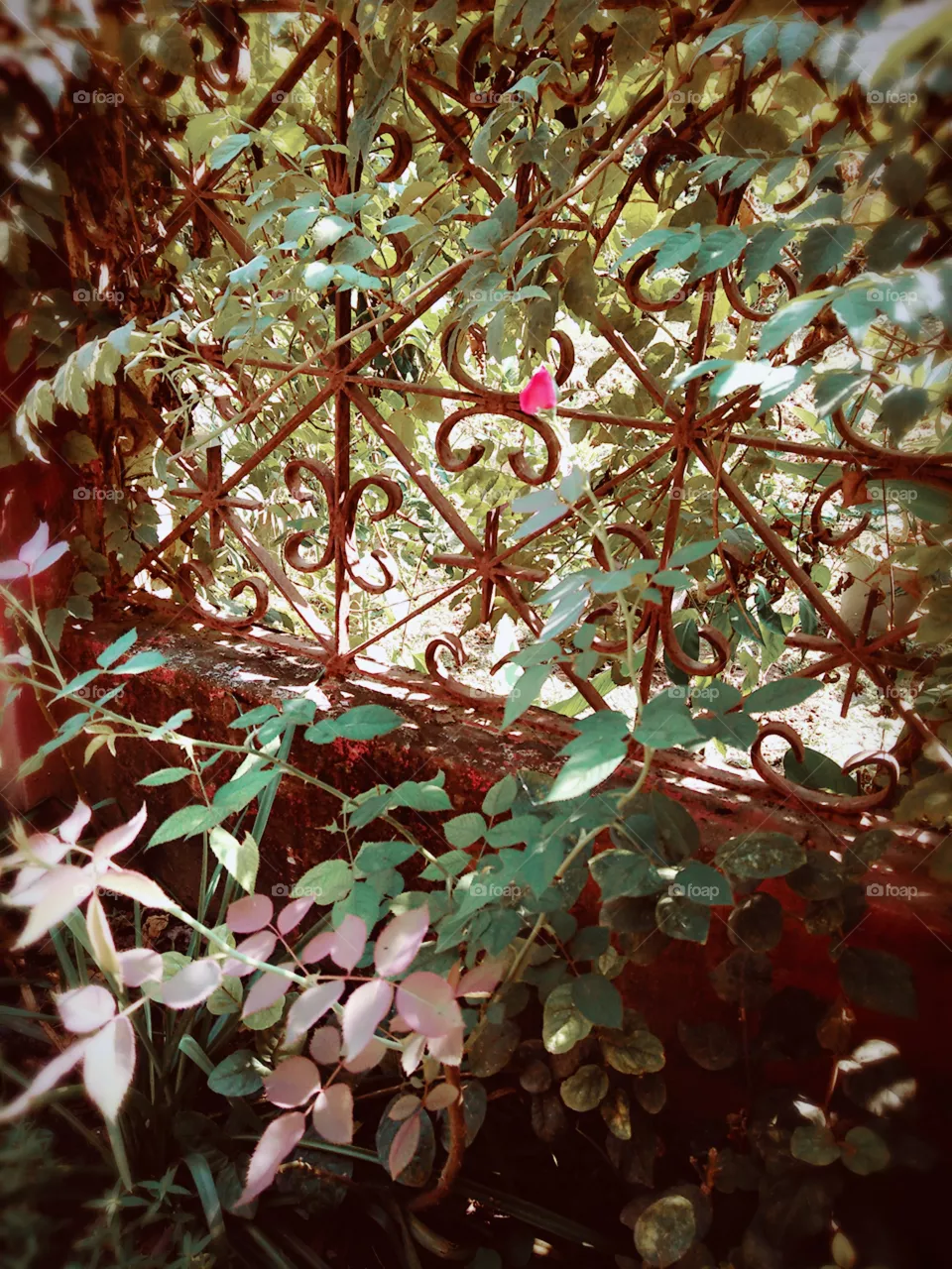 rose