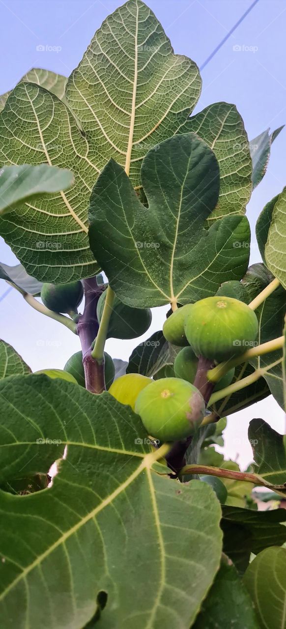 Fig tree