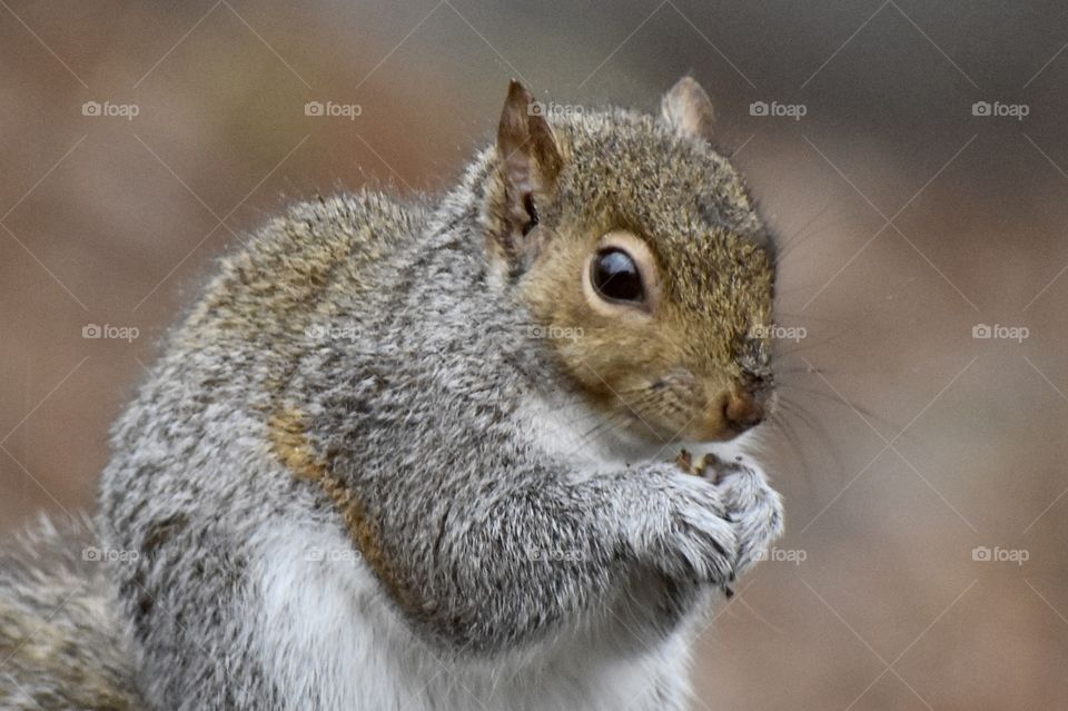 A squirrel eating acorns closeup