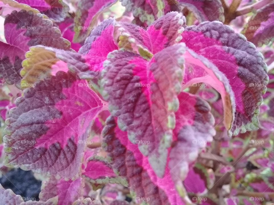 Decorative plant red the beauty and fresh and unique shapes