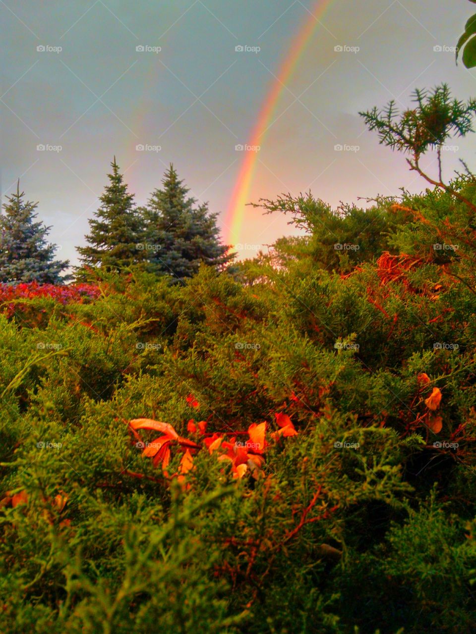 Rainbow in Jersey. I took this pic on July 21,2015, in Newton New Jersey, the best rainbow I have ever seen.