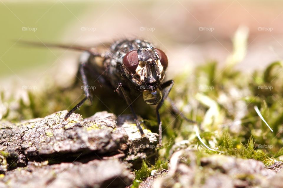 Macro shots of insect