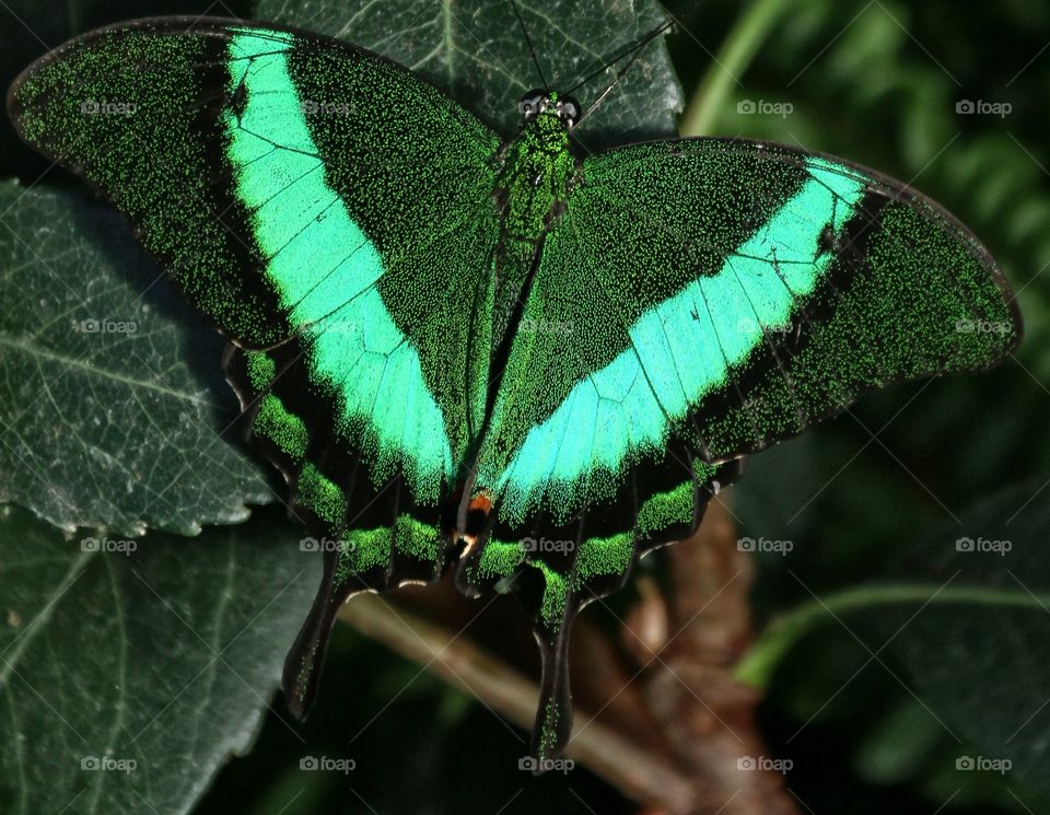 Green exotic butterfly closeup 