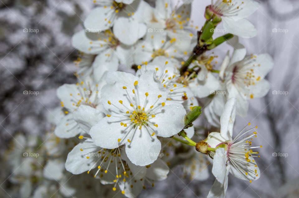 Spring bloom!