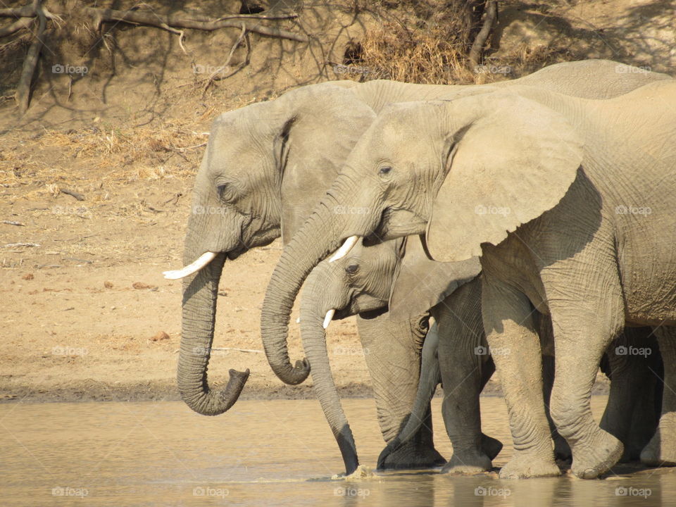 Thirsty Elephants