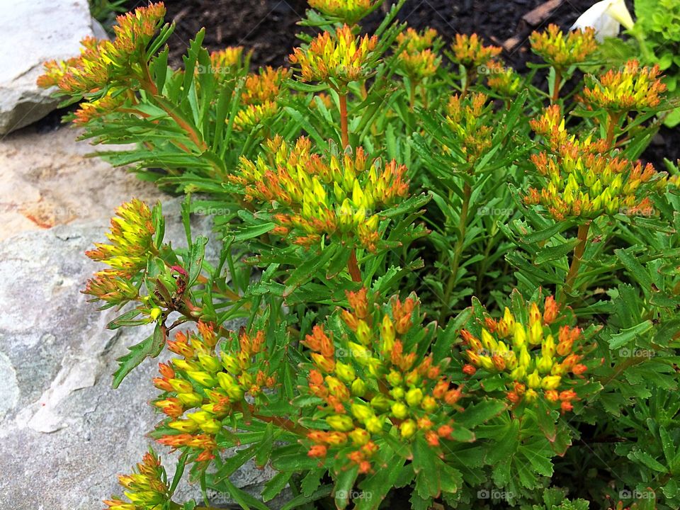 Perennial plant with yellow buds
