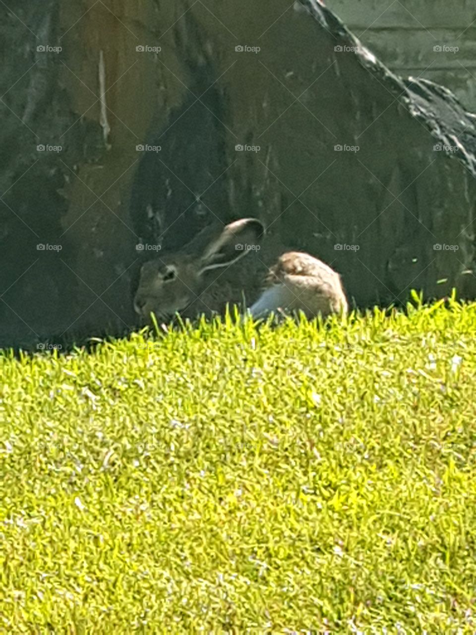 Grass, Nature, Animal, Water, Summer