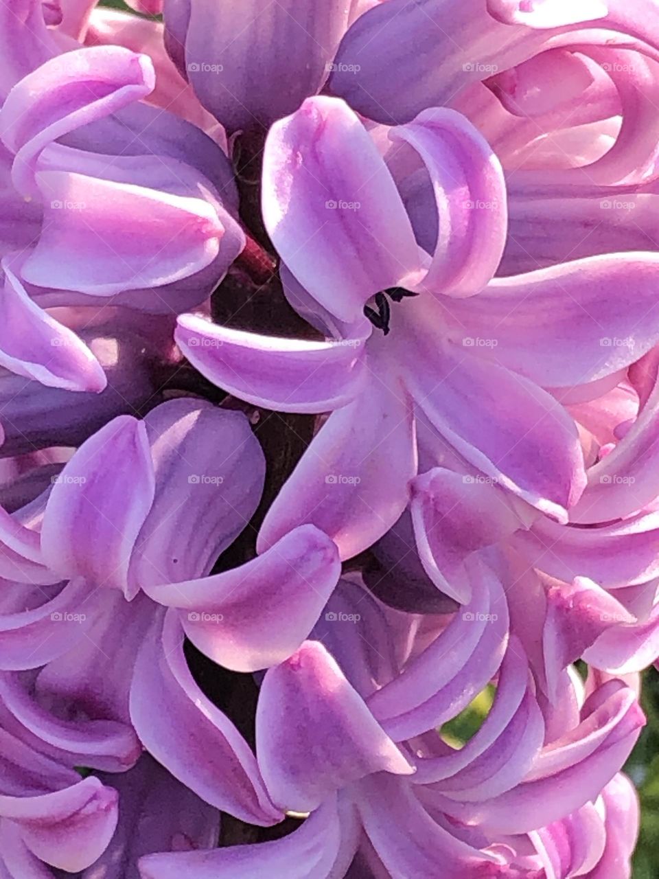 Close up purple hyacinth flowers