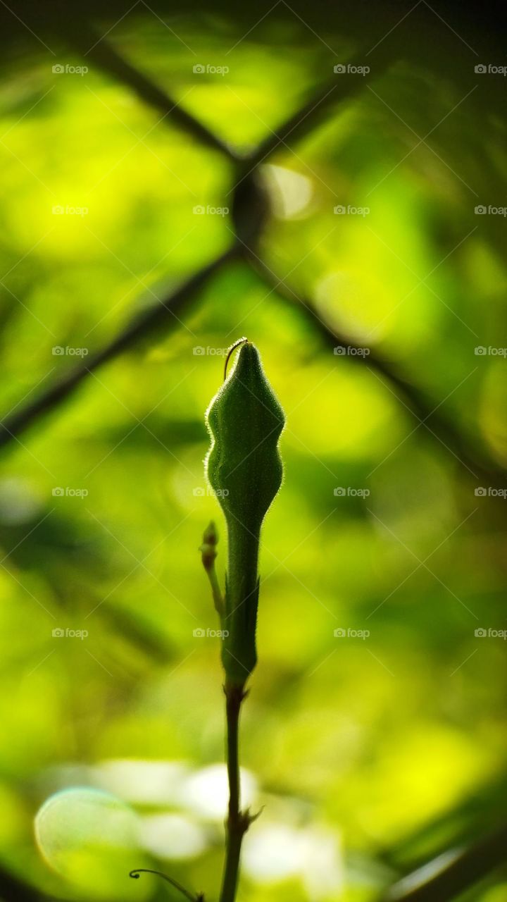 green flower bud