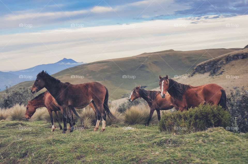 A bunch of wild horses running on the mountains 