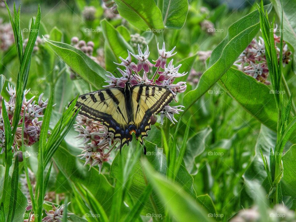 Swallowtail butterfly pollinating on flower