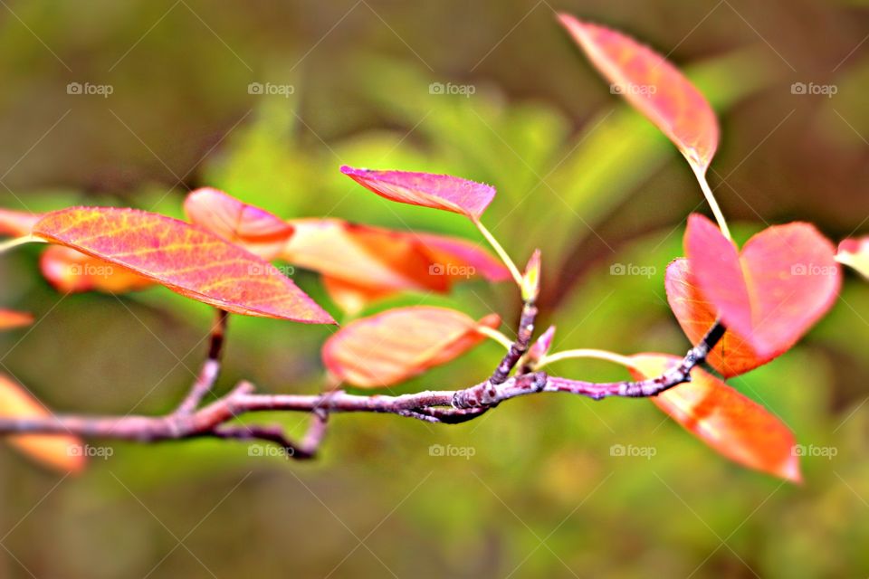 fall leaf environment garden red tree branchcolor outdoor closeup