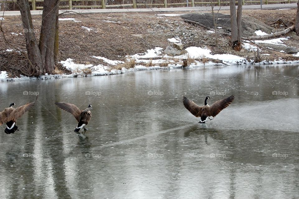 Geese land on a frozen lake and leave skid marks. 