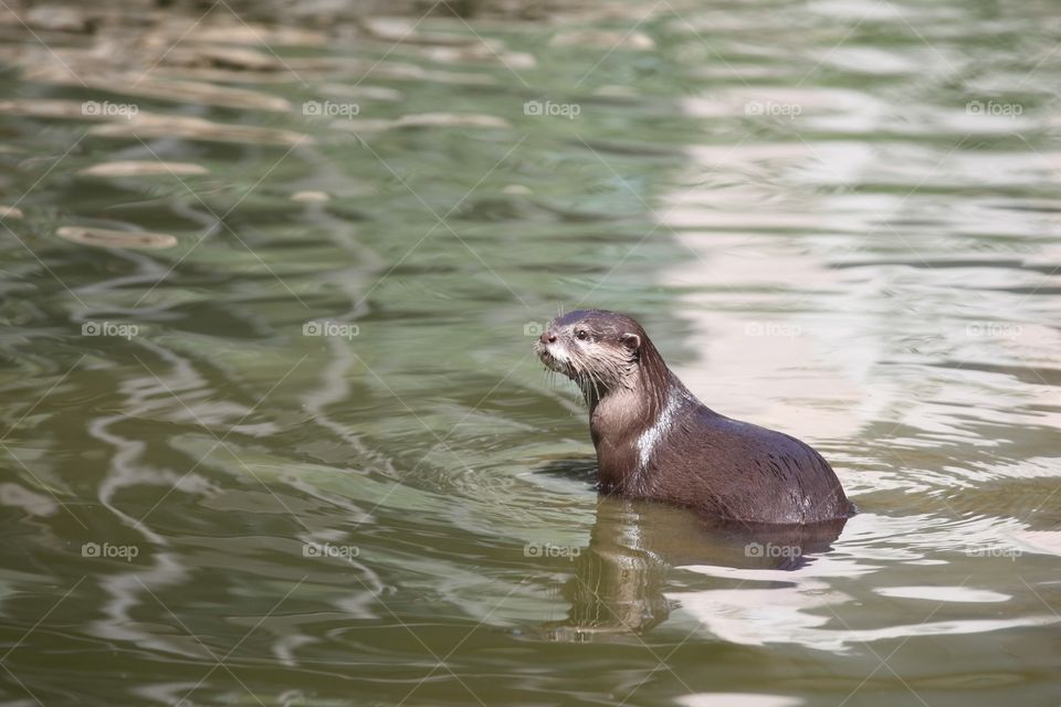 Beaver in lake