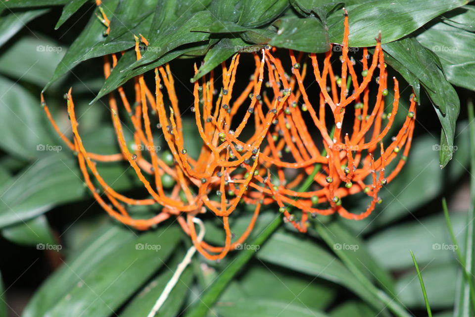 Orange plant