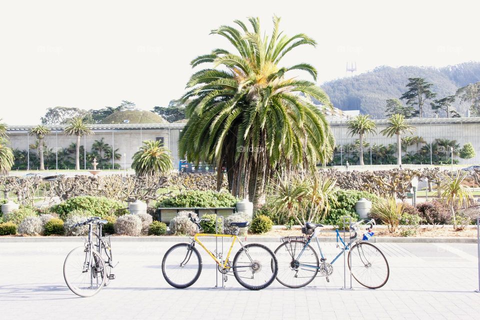 Palm tree and bicycles landscap