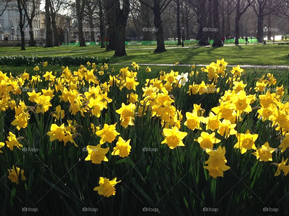 Daffodils flowers spring in park field