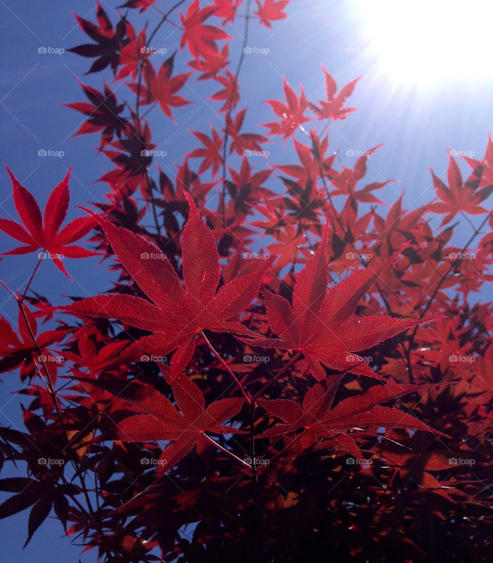 Electric Japanese Maple . Japanese Maple from underneath 