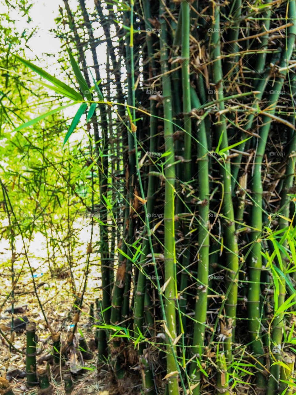 bamboos 