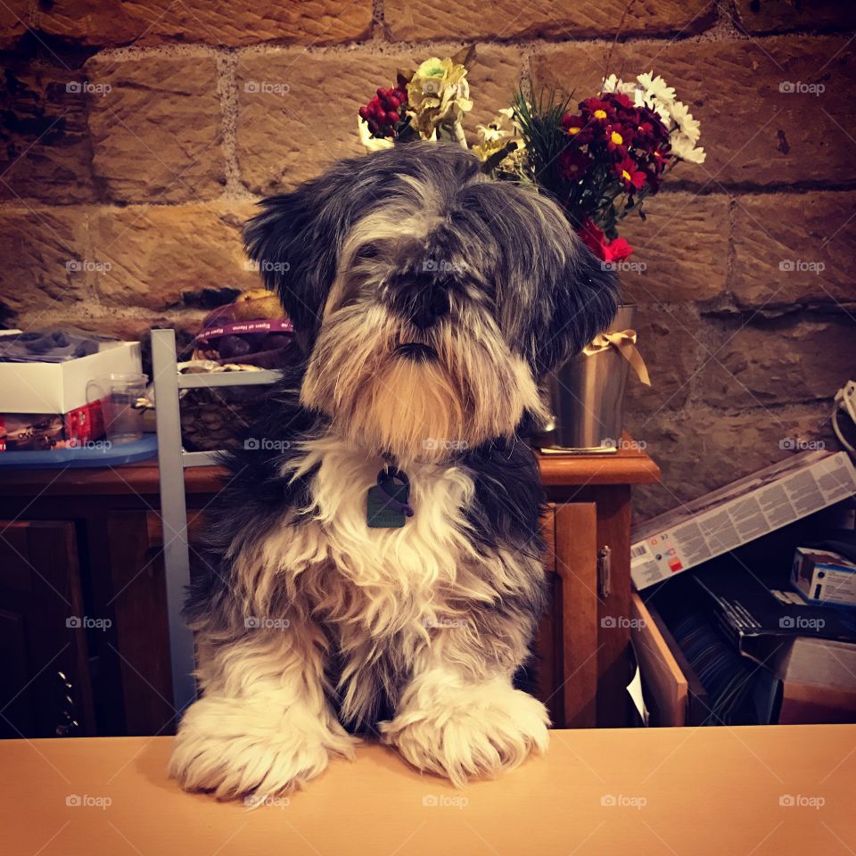 Lhasa Apso at the dinner table. 