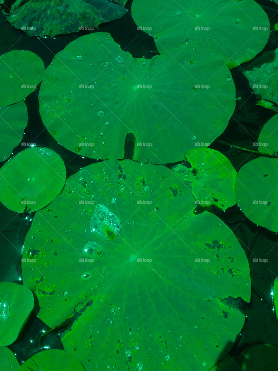 water drops on lotus leaves