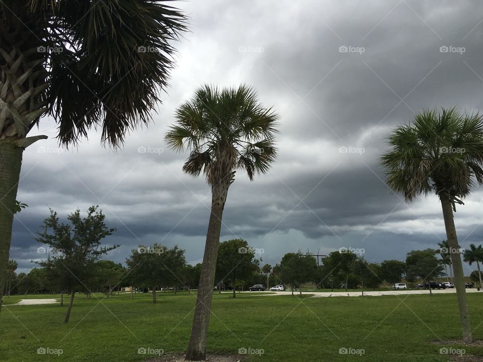 View of the storm over Palm trees in south Florida