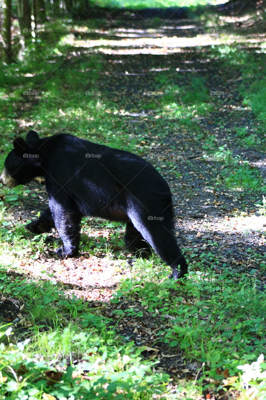 Black bear wandering down path headed to water 