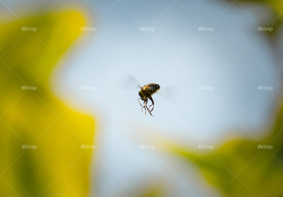 Flying bee