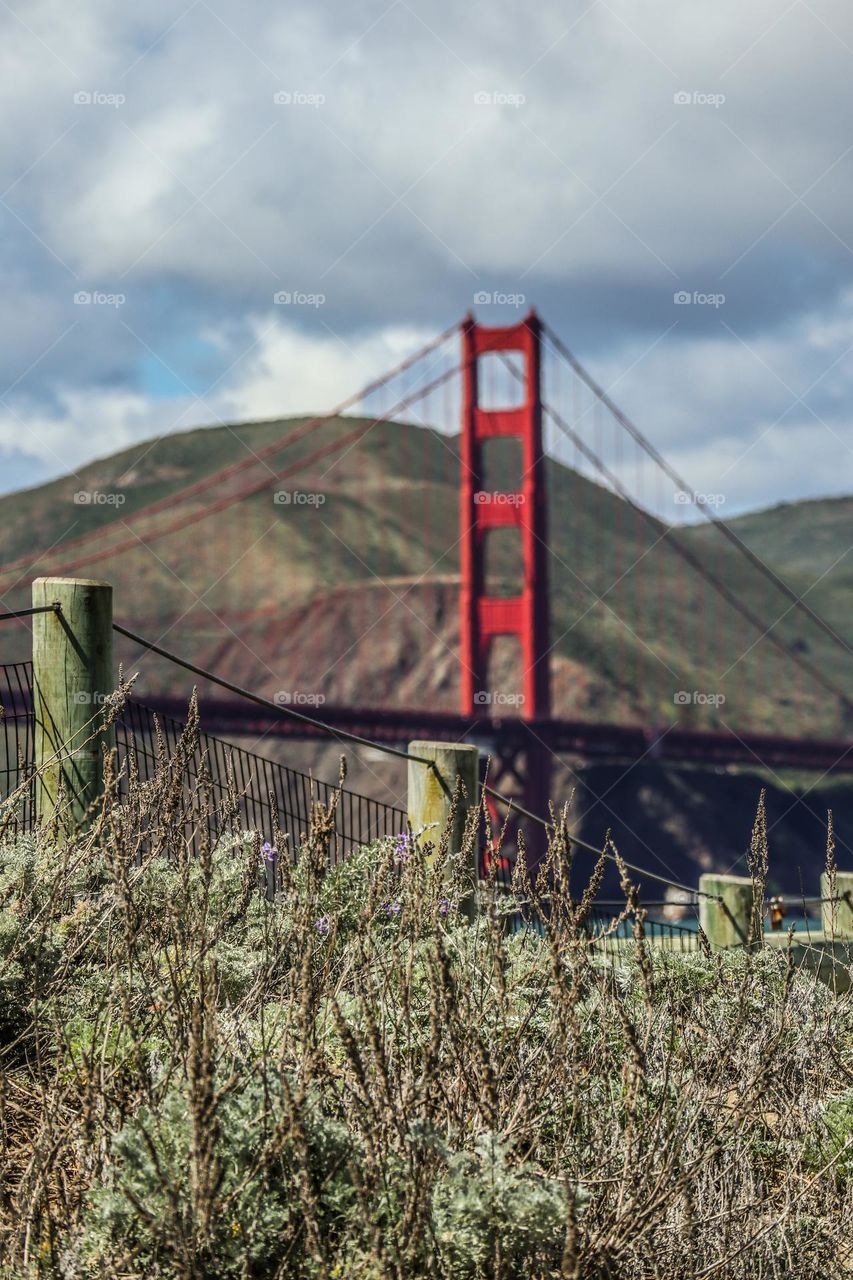 View of the Golden Gate Bridge through the dunes at Chrissy field in San Francisco California on a beautiful afternoon 