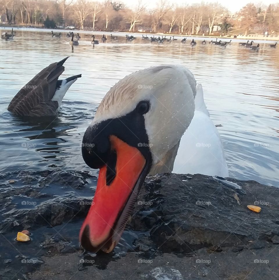 Swan, Water, Bird, No Person, Lake