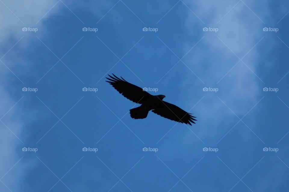 Eagle soaring high in the beautiful blue sky 