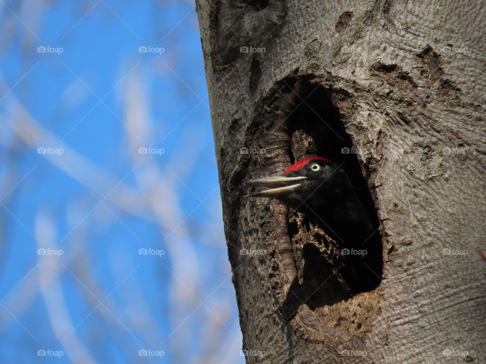 Black woodpecker in a hollow