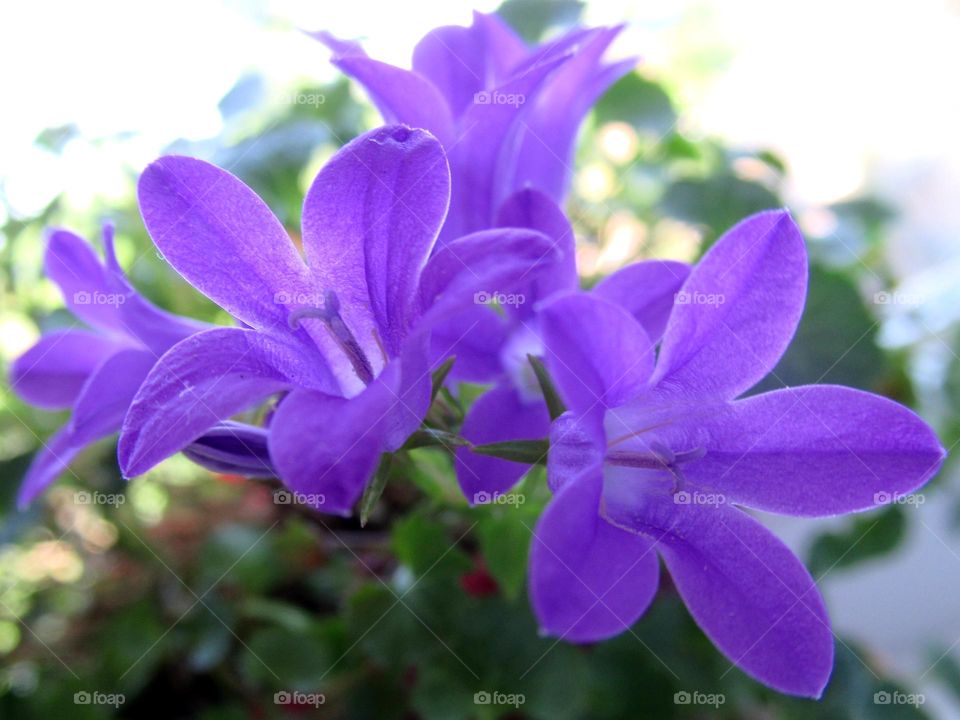 Campanula flower is a herbaceous plant of the Campanula family.  The plant is quite ancient, and the Mediterranean is considered to be its original deposit.  Campanula is considered to be a symbol of family happiness in the house.