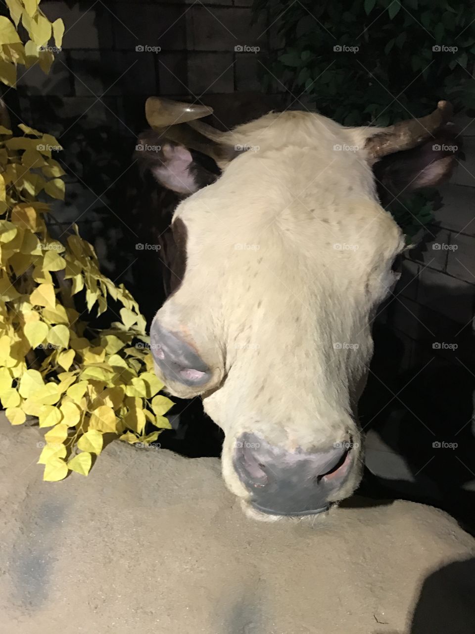 Two headed cow