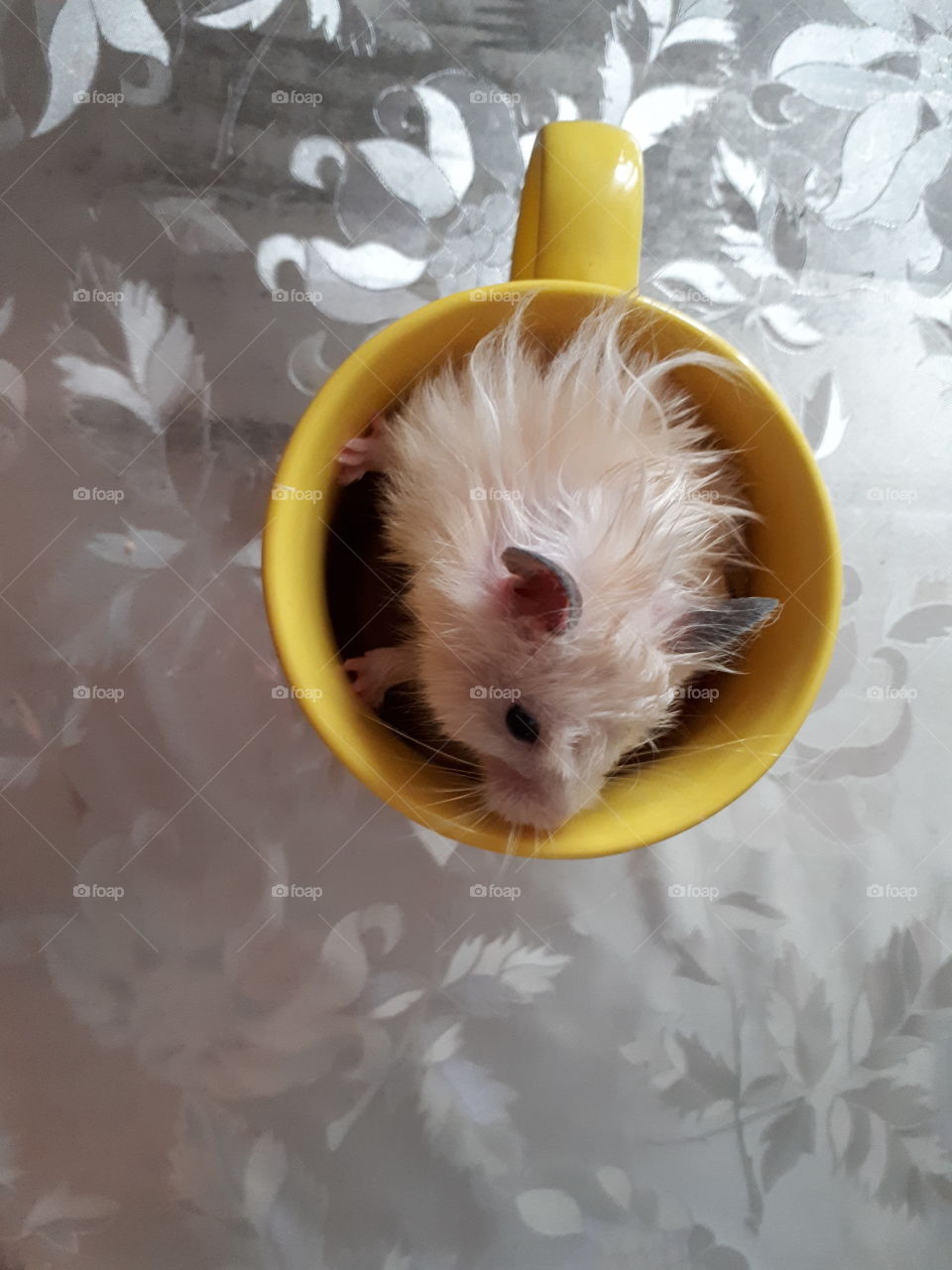 Little hamster sitting in the yellow tea cup